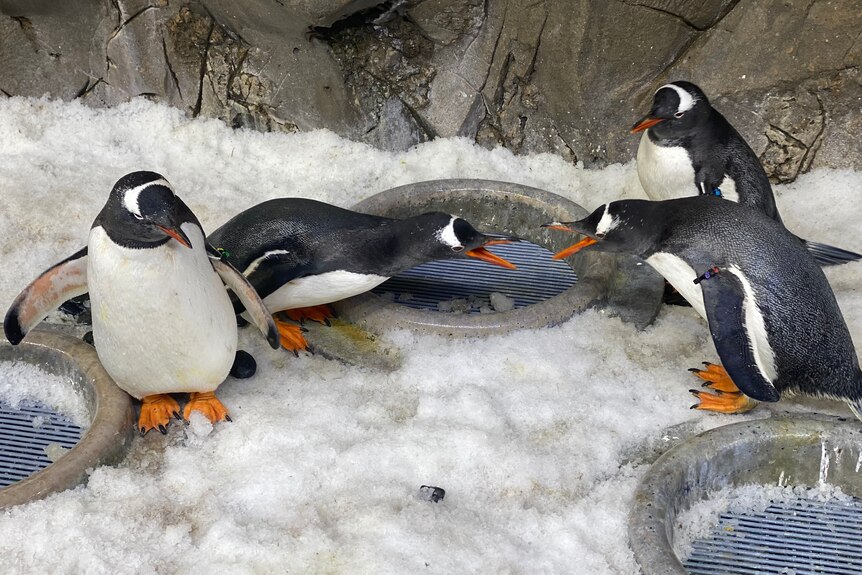 企鹅琼斯、克劳斯、老虎和布兰斯顿在这个繁殖季节结成了同性配对。