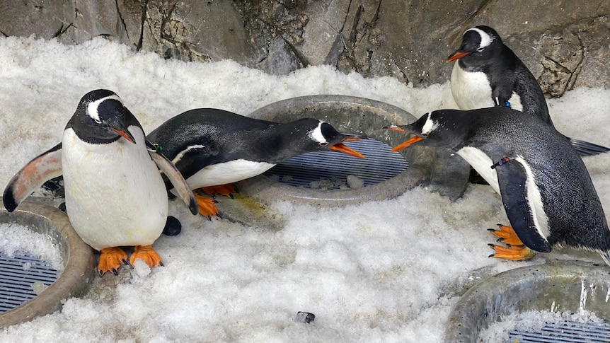 Two sets of male gentoo penguin couples.