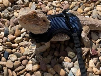 A bearded dragon with a harness and leash attached
