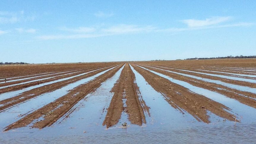a paddock with rows filled with water