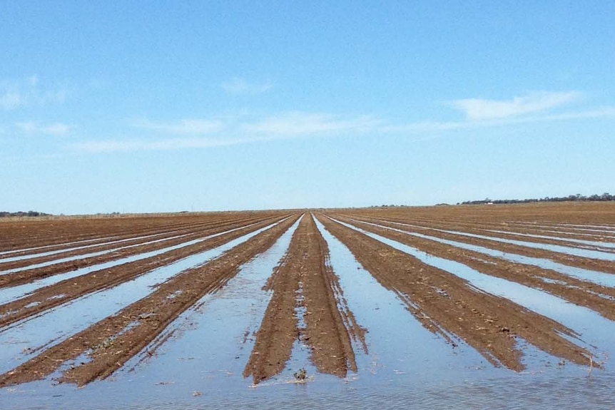 Landscape marked by rows of irrigated cotton seed beds.