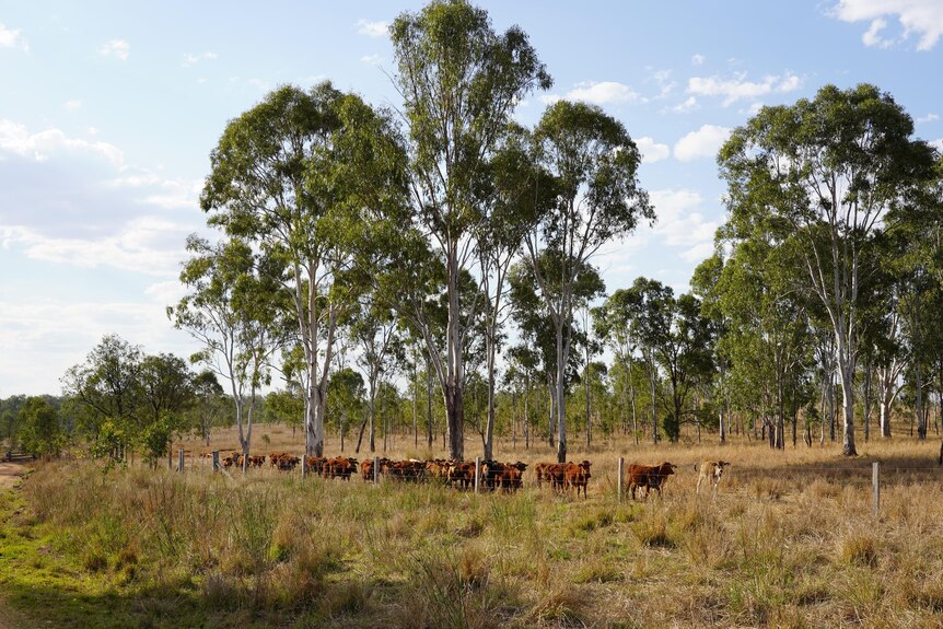 Mid shot of a line of cattle walking through a paddock with gum trees in the background 