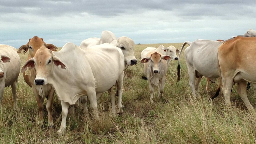 Cattle grazing in WA