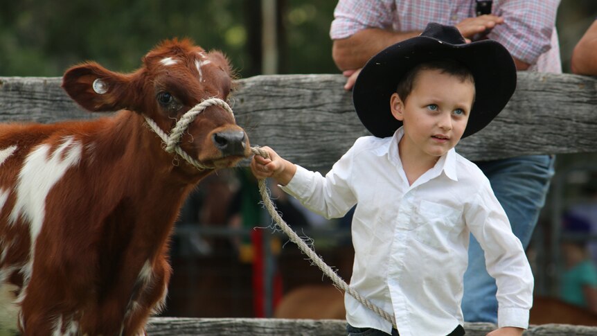 A young boy dressed in a white shirt and black hat leads a young brown and white calf.