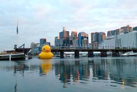 harbour duck