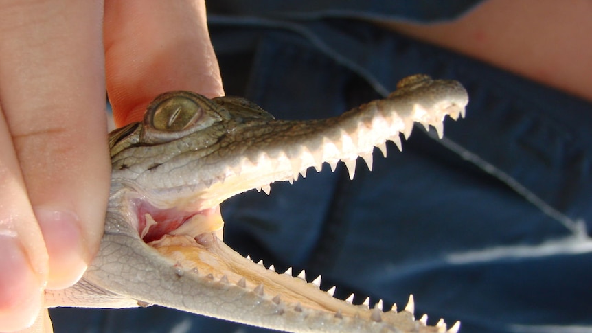 A baby crocodile held by the head displays rows of tiny sharp teeth.