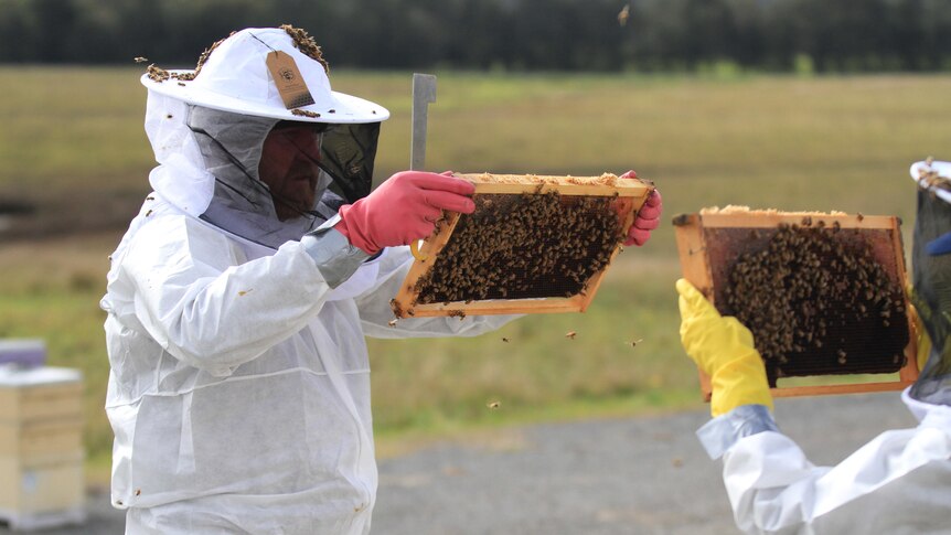 Two people in beekeeping suits inspecting a hive.