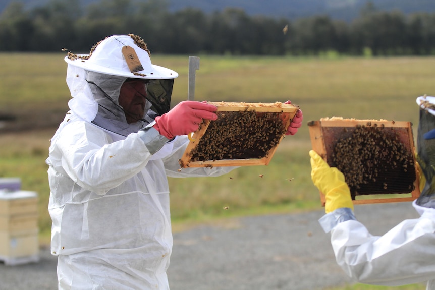 Two people in beekeeping suits inspecting a hive.