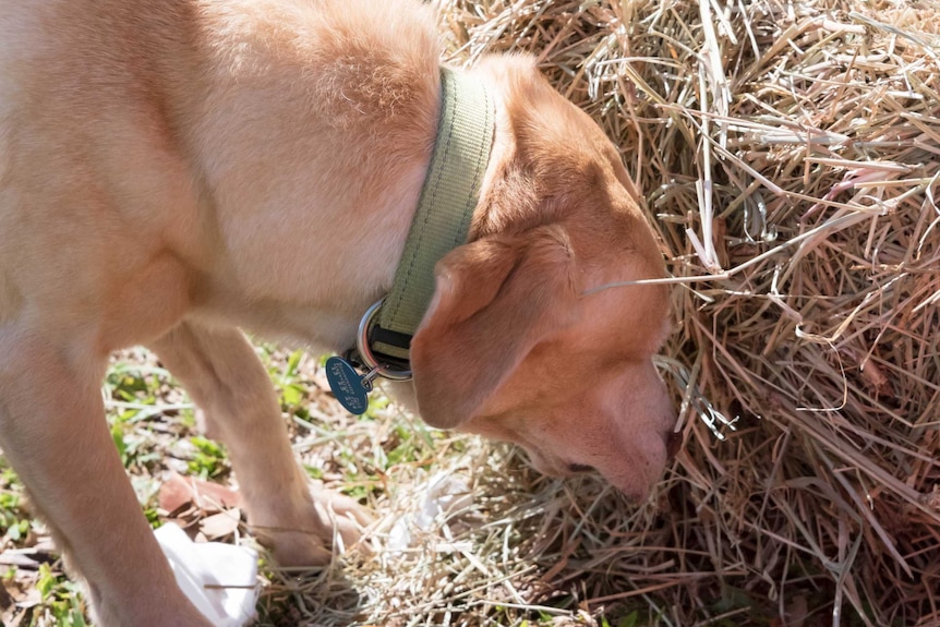 A Queensland Biosecurity ant detection dog sniffs at a bale of hay.