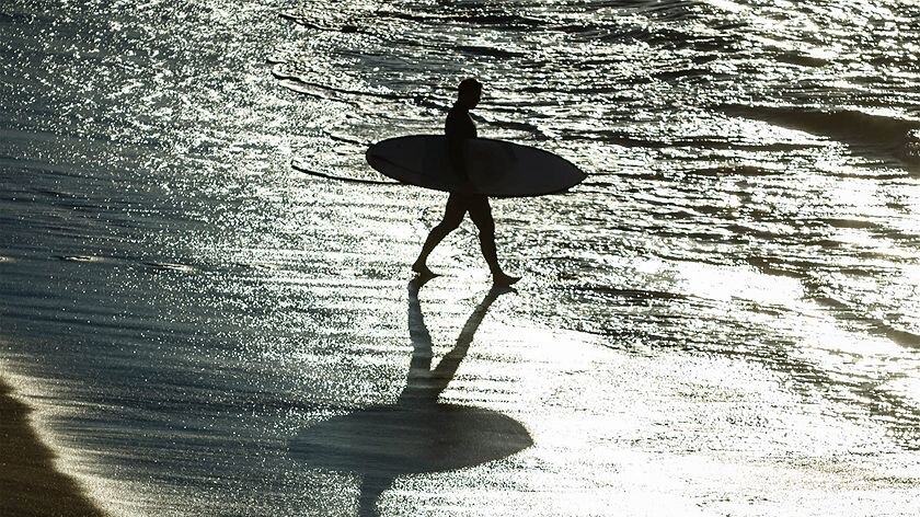 An early morning surfer takes to the water at Bondi