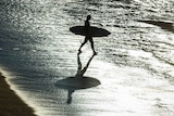 A surfer approaches the shore at Bondi