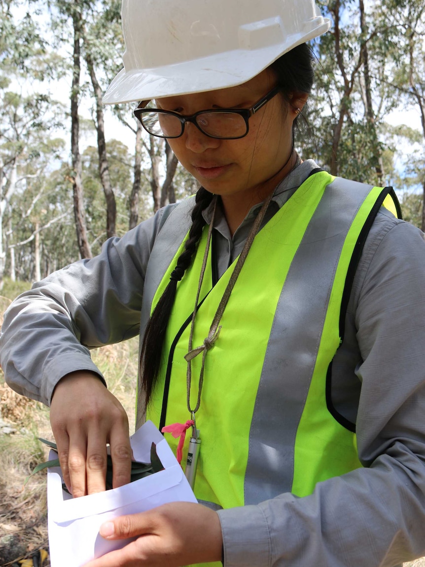 Jessie Au collecting leaves in an envelope for testing.