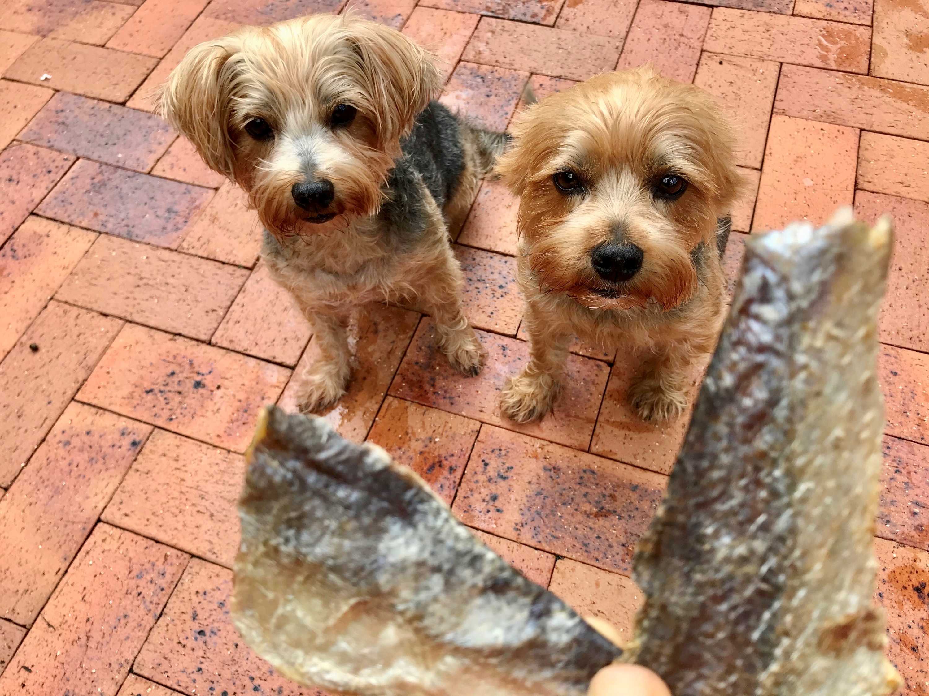 Dog food market catches on to fish treats spiralling demand for North ...