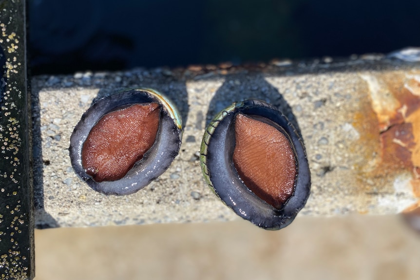 two abalone 
