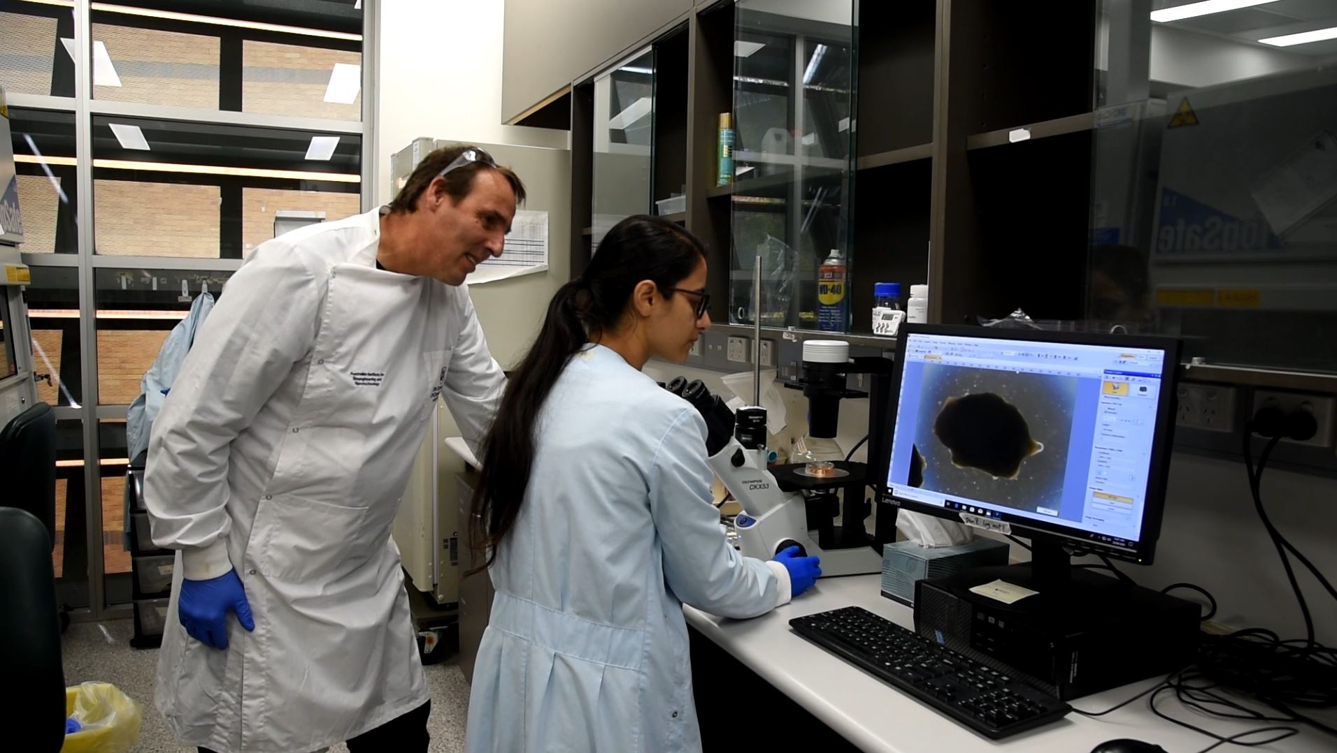 Queensland researchers create functioning brain tissue in lab from