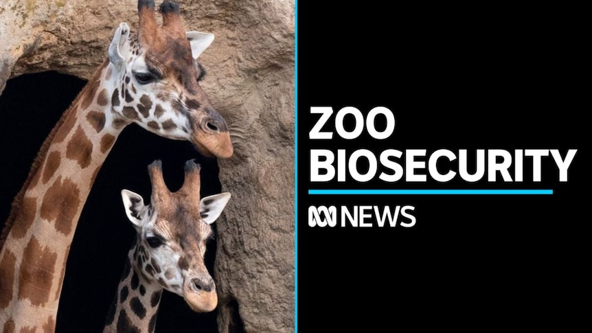 Zoos ban public access to popular animals over disease threat - ABC News