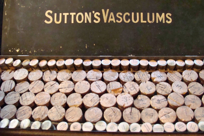 Numbered cork discs capping small glass vials