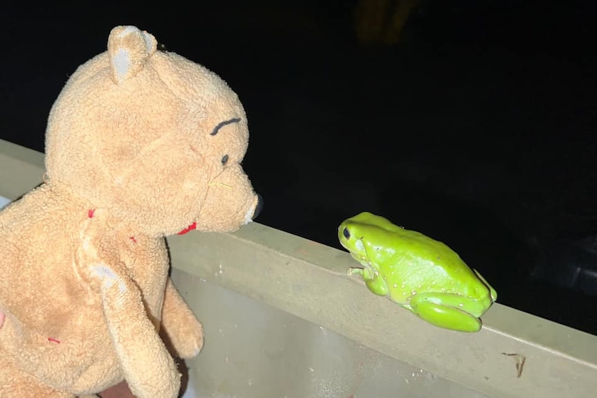Pooh bear and a green frog look at each other. 