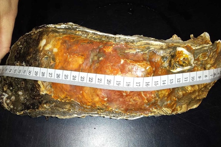 A close of image of an oyster with a measuring tape running the length of it