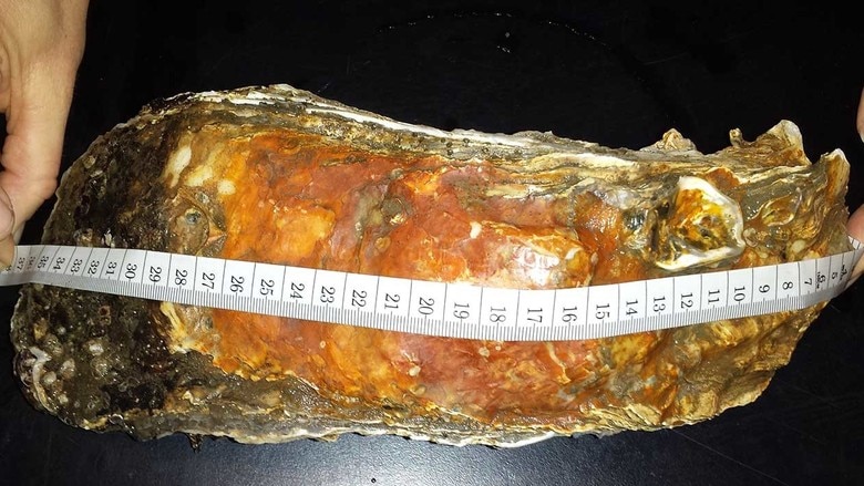 A close of image of an oyster with a measuring tape running the length of it