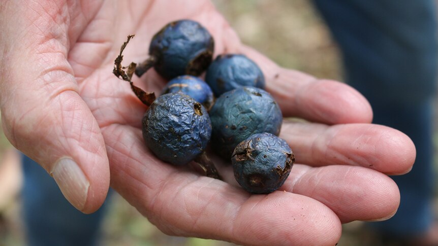 A handful of fruit from the Blue Quandong rainforest tree.
