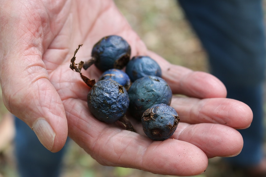 A handful of fruit from the Blue Quandong rainforest tree.