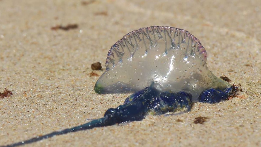 A bluebottle on Oxley Beach, Port Macquarie, NSW.