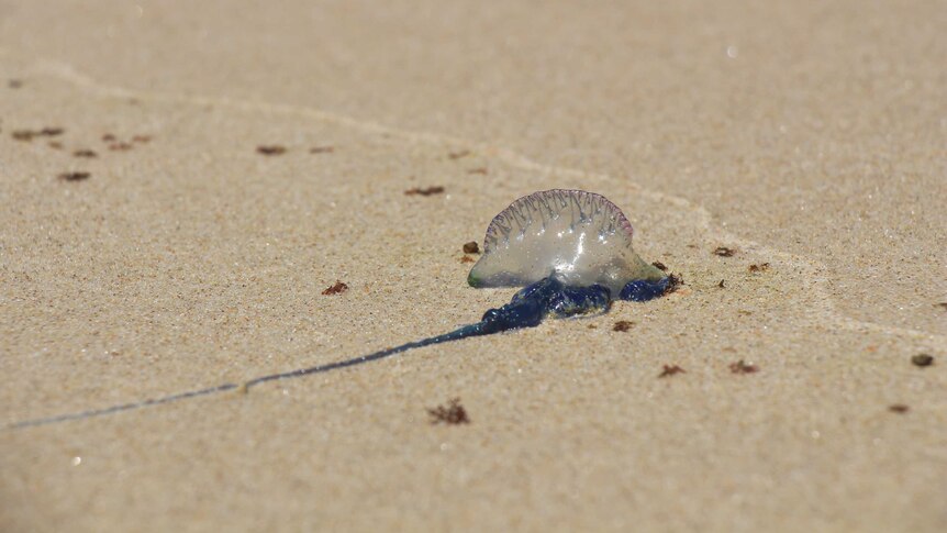A bluebottle on Oxley Beach, Port Macquarie, NSW