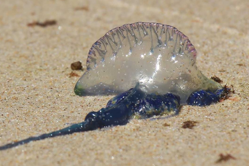 A bluebottle on Oxley Beach, Port Macquarie, NSW.