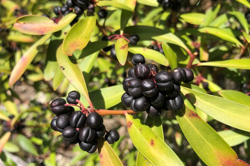 Pepper berries hang on a tree.