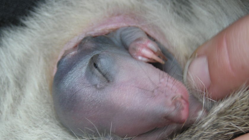 A baby gilbert's potoroo