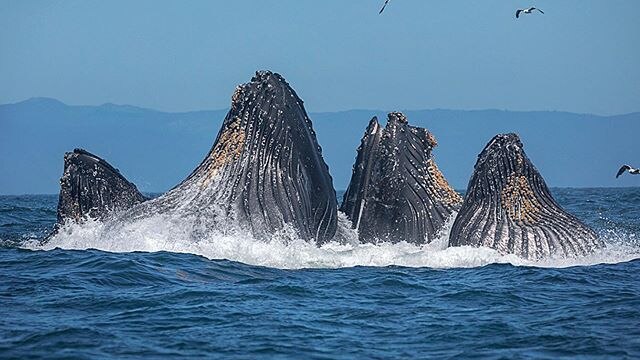 Humpback whales lunge feed