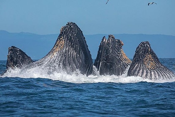 Humpback whales lunge feed