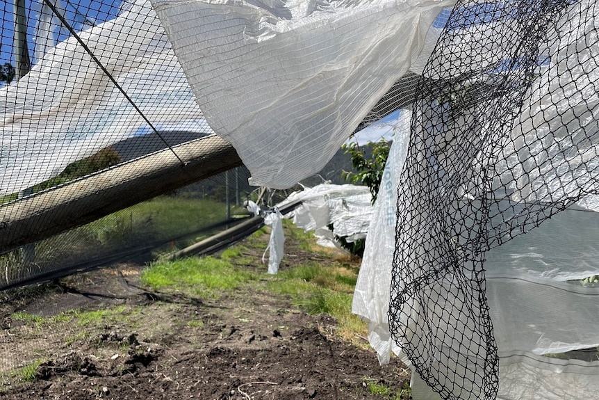 Netting over fruit trees damaged by hail and leaning towards the ground at a Huonville orchard in Tasmania