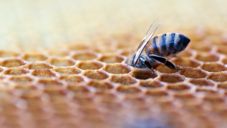 A honey bee sticking its head into honeycomb.