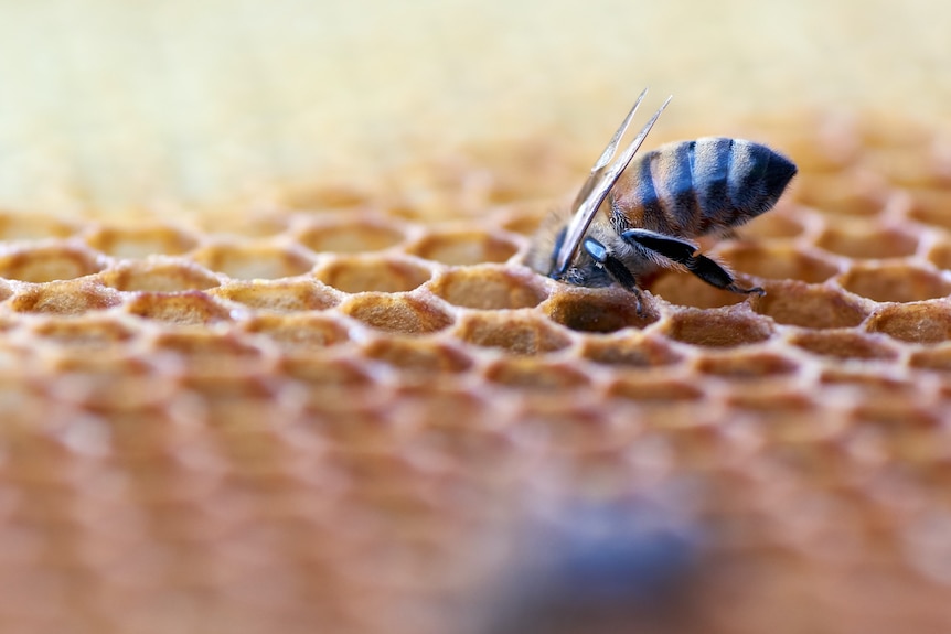 A honey bee sticking its head into honeycomb.