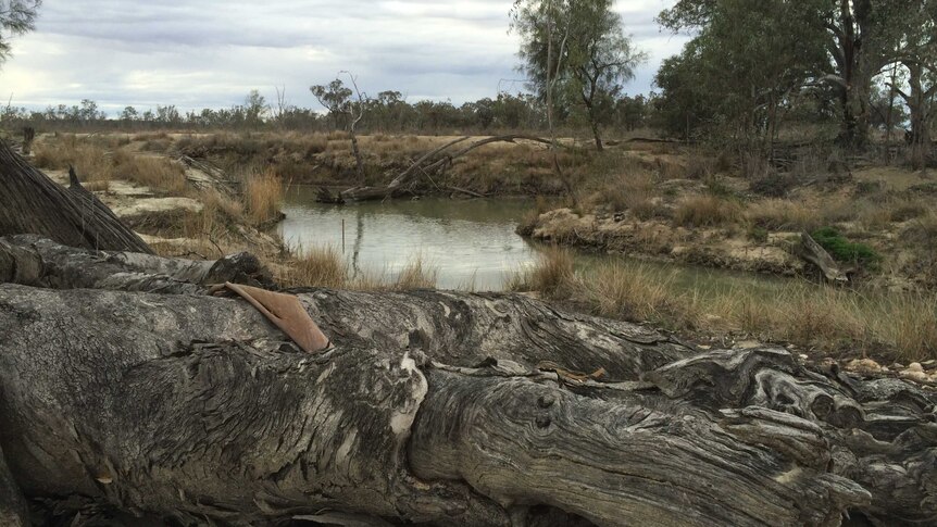 A wetland in the Riverland region.