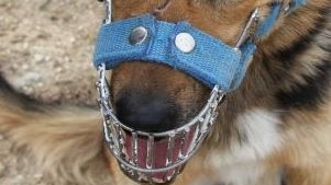 Dog wearing a muzzle