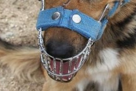 Dog wearing a muzzle