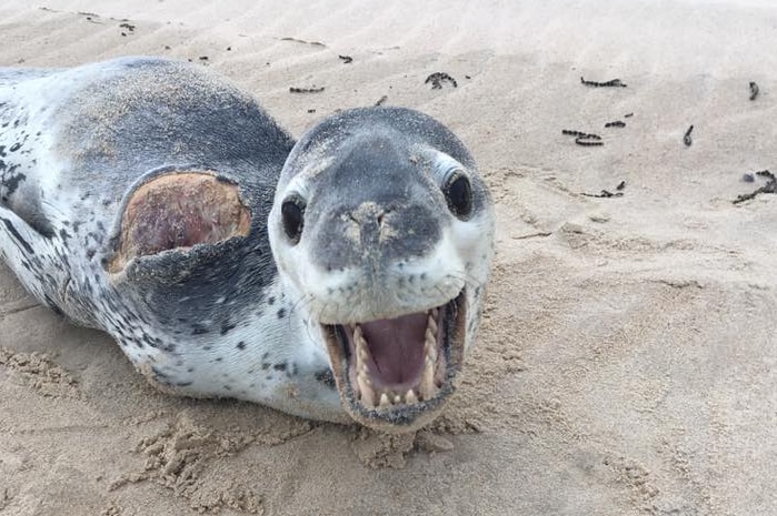 A leopard seal on the sand with its mouth open and a large open wound on its shoulder.