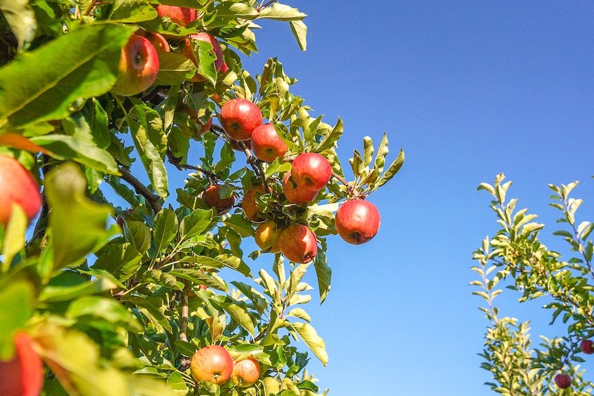 Several red apples hang from a healthy tree on a sunny day.