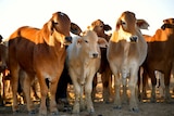 Cattle standing in a paddock at Ourdel station near Windorah.