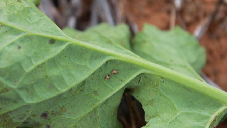 Dead aphids under leaves