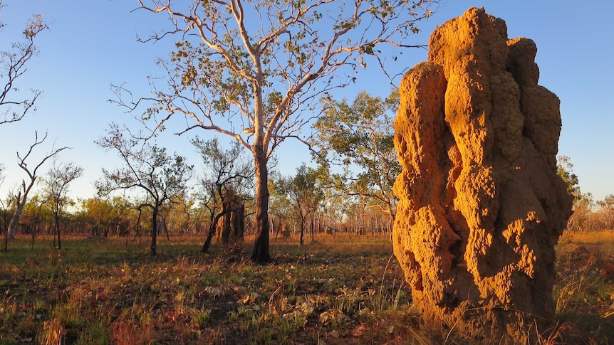 A termite mound at sunset in Pine Creek, in the Northern Territory.