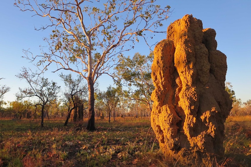 A termite mound at sunset in Pine Creek, in the Northern Territory.
