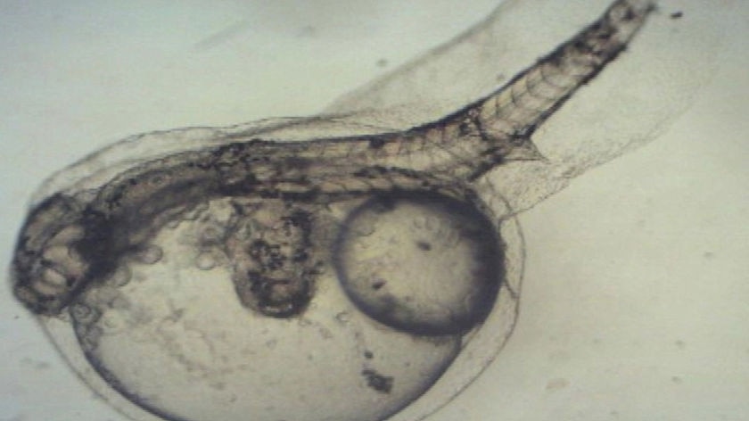 File photo of two-headed fish embryo found at a Sunshine Coast fish farm in January.