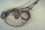File photo of two-headed fish embryo found at a Sunshine Coast fish farm in January.