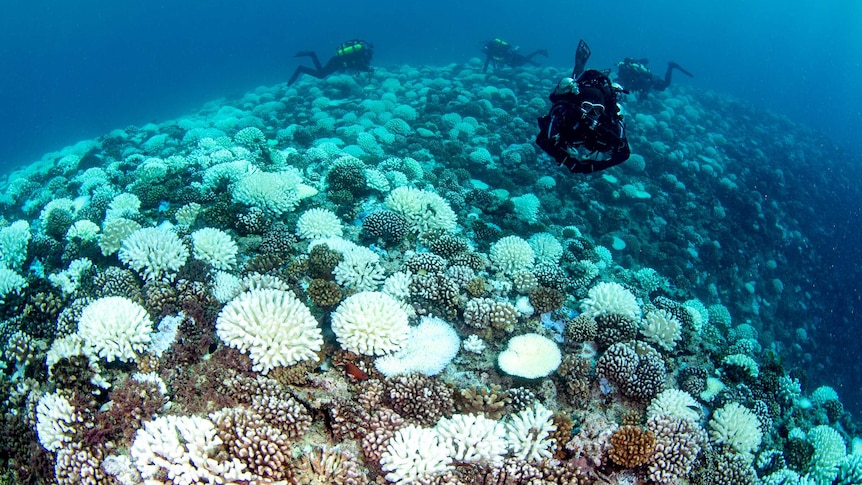 Divers on bleached coral reef taken on Moorea March 17 - 19, 2019