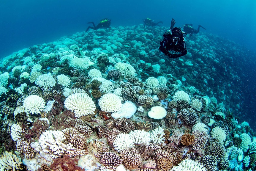 Divers on bleached coral reef taken on Moorea March 17 - 19, 2019