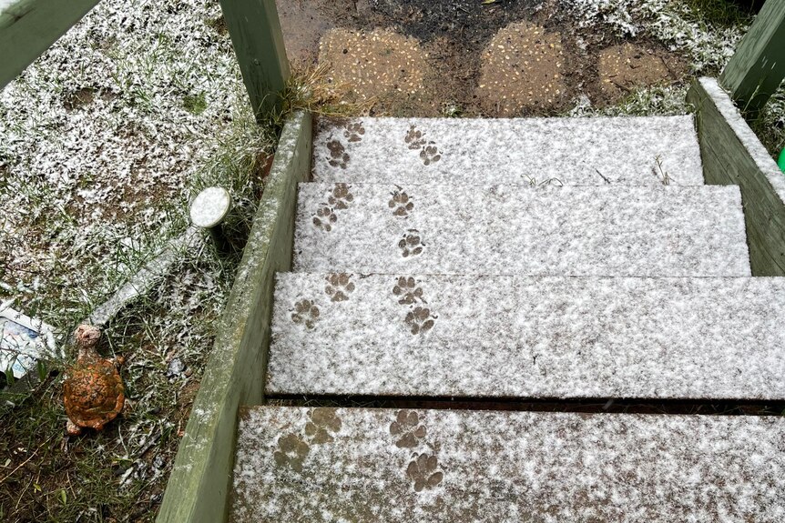Dog foot prints on step covered in snow